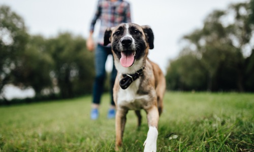 dog enjoying the park